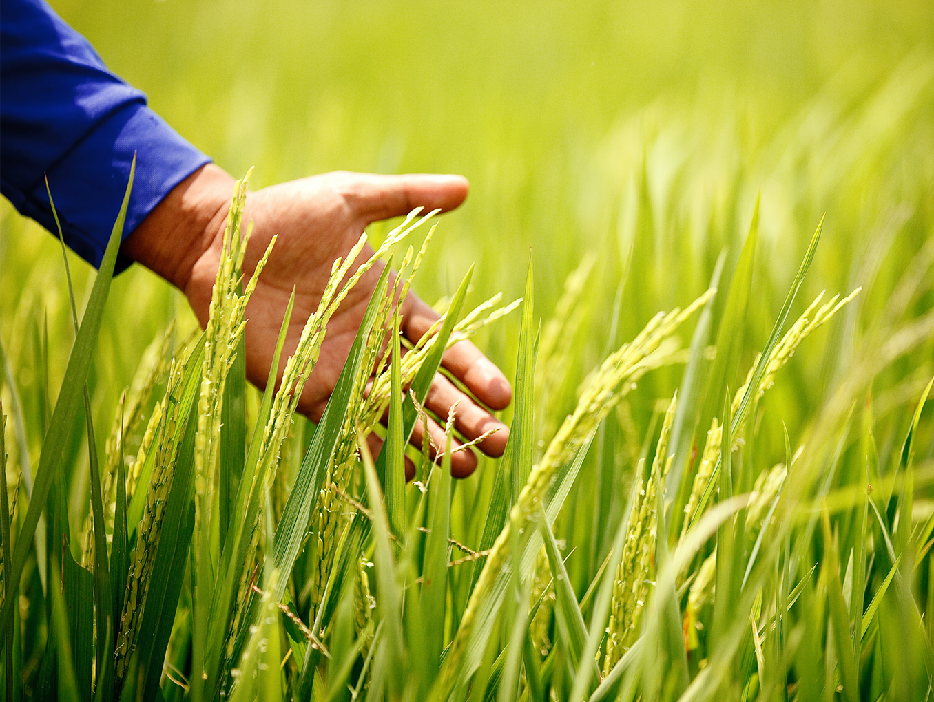 以科技创新助力乡村振兴